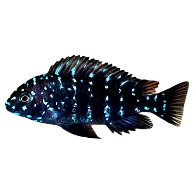 珍珠蝴蝶鱼三湖慈鲷坦鲷鲷鱼