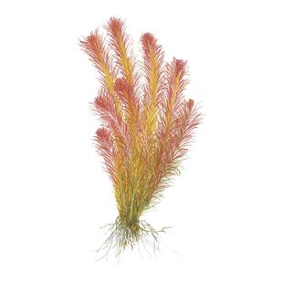 艾伦的水草造景 红松尾草缸鱼缸中景后景红色有茎水下叶水草无CO2