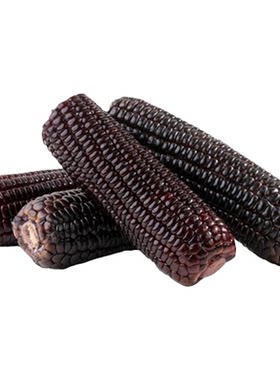 彩虹星球有机东北黑糯玉米8根