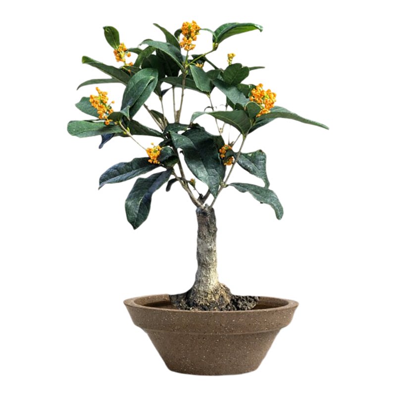 嫁接老桩桂花室内桌面盆栽