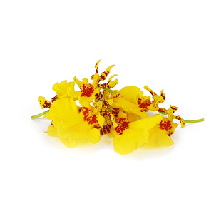 新鲜跳舞兰20朵/盒 蝴蝶兰 文心兰花食用花酒店西餐日料摆盘装饰