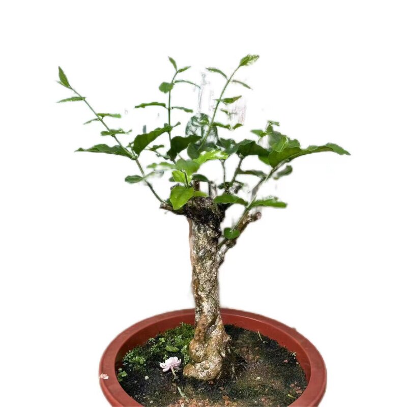 （上新）广西横县茉莉花老桩苗家里绿植中大型净化好空气阳台绿植