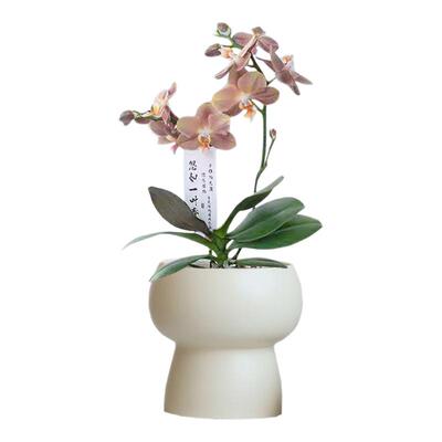 简约陶瓷花盆家用北欧ins奶油风轻奢蝴蝶兰梦香兰多肉绿植盆景盆