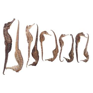 海马公母一对中药饮片融草集大药房三斑海马泡酒煲汤中药材干货