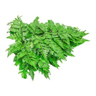 新鲜高山羊齿叶 芒叶 杨子叶草蕨西餐摆盘装饰花草烘焙装饰叶子