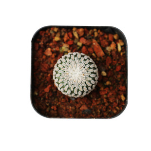 精巧殿 仙人球 开花小型娇丽属 趴刺不扎手仙人掌桌面阳台小盆栽