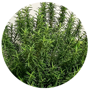 迷迭香种籽可食用百里香盆栽薄荷紫苏四季种植阳台庭院植物种子孑