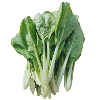 阳台盆栽四季甜脆白菜种子矮脚