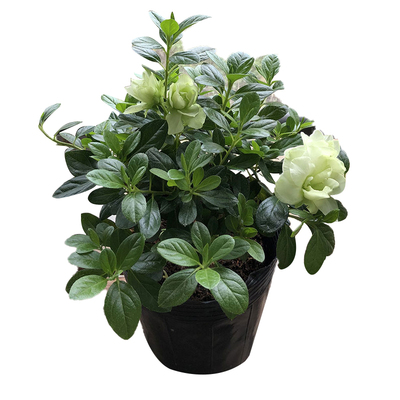 稀有杜鹃花四季淡淡绿色