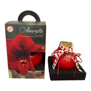 进口朱顶红蜡球大球新年节日礼物进口封蜡懒人装饰摆件花卉