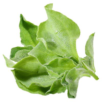水晶非洲冰草苗可多次采摘种子