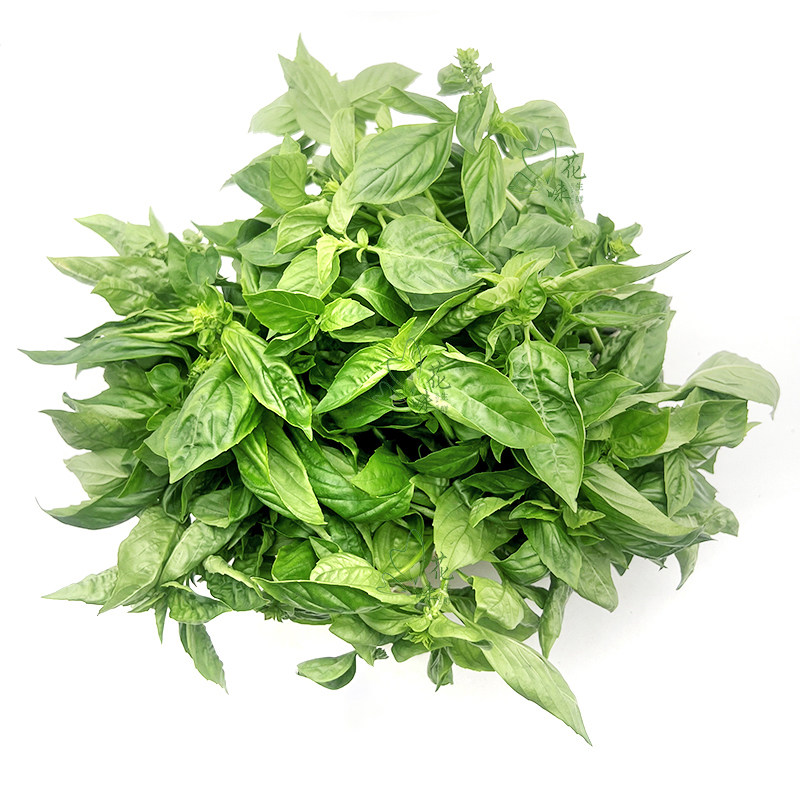 新鲜罗勒叶西餐香料食用青酱制作罗勒新鲜蔬菜酒店西餐香料调料