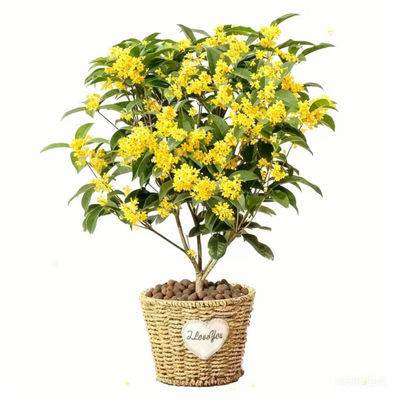 桂花苗四季常青开花耐寒浓香植物