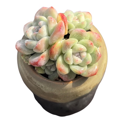 【一棵包邮 】群生冰玉多肉一物一拍景德镇手工盆阿猫家土屋