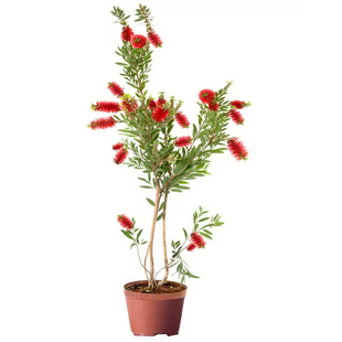 盆栽红千层苗 金宝树苗 垂枝红千层 澳洲红千层串钱柳