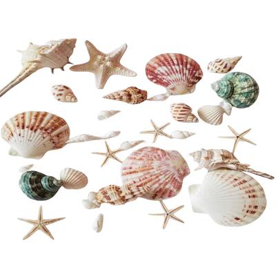 精品天然贝壳海螺幼儿园手工鱼缸