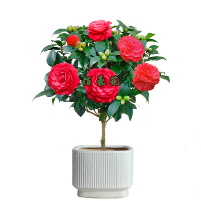 茶花树苗盆栽庭院好养绿植阳台