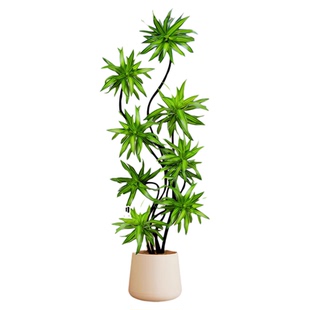 百合竹客厅绿植盆栽精品高端老桩高级感金边大型植物落地真花好养