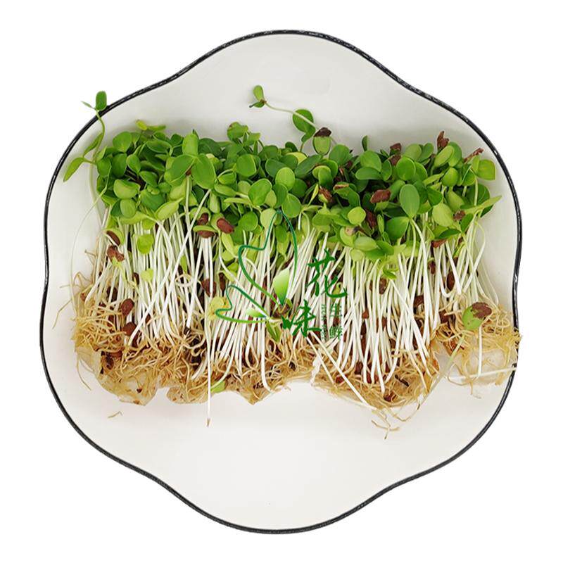 芽苗菜可食用苗菜西餐摆盘装饰