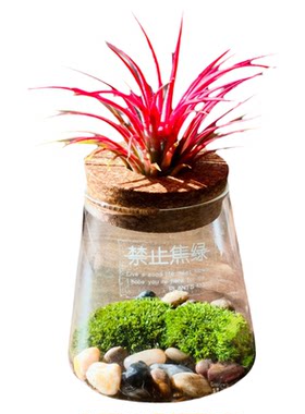 蔓薇清源无土空气凤梨苔藓微景观