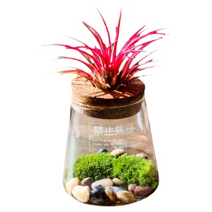 苔藓微景观无土栽培空气凤梨创意迷你植物生态瓶盆栽办公桌面绿植