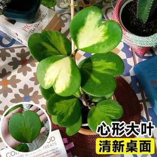 心叶球兰盆栽心叶球兰锦多肉小盆栽办公室绿植桌面小盆栽爬藤植物