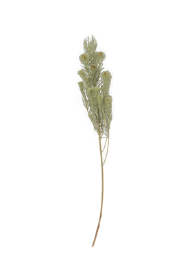 kakawood简约天然干花金鹅绒装饰