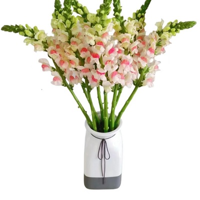 金鱼草鲜切花云南基地直发