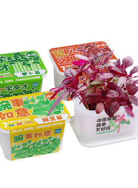 匠心绽放水培蔬菜苗家庭种植套装