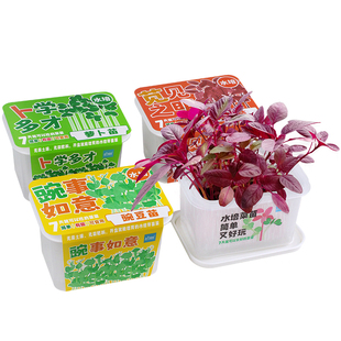 豌豆苗无土栽培水培盒家庭室内芽苗菜苋菜种植盘儿童科学实验套装