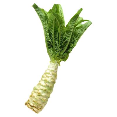 耐热夏季莴笋种子尖叶蔬菜四川