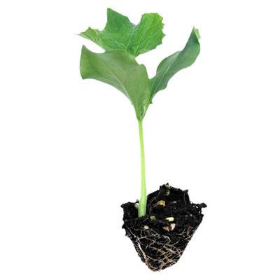 西兰花苗白菜苔红秧苗秋季秧南方适合秋天种的菜苗空心菜甘蓝生菜