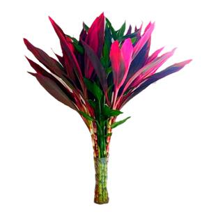 室内水养植物 金边富贵竹水培盆栽转运竹 紫竹 龙竹 紫色朱蕉绿植