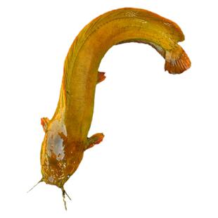 优质本地塘鲺鱼苗淡水胡子鲶鱼苗塘角鱼苗土塘鲺鱼苗塘虱活体包邮