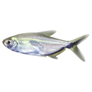 黑尾大勾鱼群游鱼红绿灯草缸热带小型鱼活体扯旗鱼观赏鱼宠物