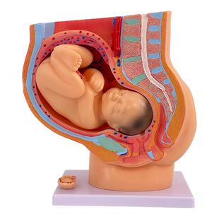 胚胎模型 女性盆腔附足月胎儿模型 妊娠发育九个月胎儿子宫模具