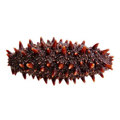 俄罗斯进口野生海参淡干红参