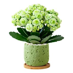 绿巴黎长寿花室内盆栽办公室桌面花卉绿植高级感客厅植物盆景摆件