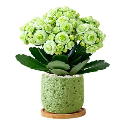 绿巴黎长寿花室内盆栽办公室桌面花卉绿植高级感客厅植物盆景摆件