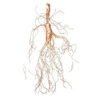 东北新鲜林下参野山参整枝长白山人参鲜参老人参泡酒煲汤人叁籽参