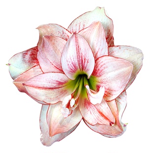 朱顶红进口重瓣种球舞后荷兰种子盆栽四季园艺土培花园花卉球虹越