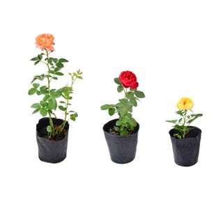 慈萱 月季 多季开花浓香灌木花卉盆栽阳台庭院