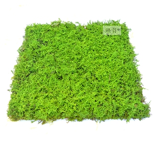 永生苔藓大灰藓大羽藓枯山水干景软装青苔藓球苔藓墙染色青苔沙盘