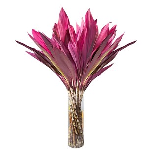 带根紫竹鸿运当头富贵竹水培绿植物盆栽粗杆客厅招财竹子室内花卉