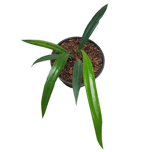 维塔领带花烛贝克利火鹤后网红热植室内绿植盆栽植迷者