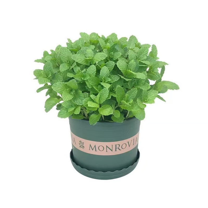 薄荷种籽 柠檬香草菜籽 农家小香草植物