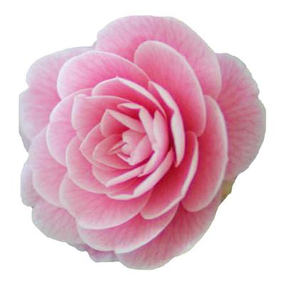 塔莎的花园山茶花大苗阳台庭院