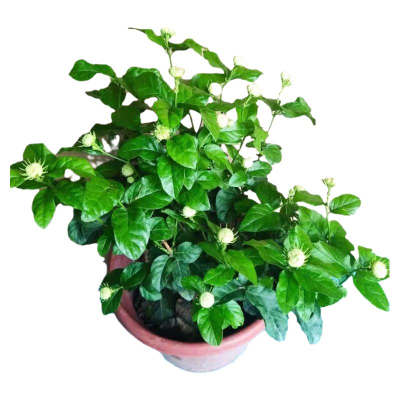 木本植物四季开花庭院清香