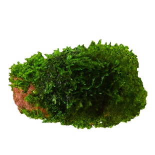 鱼缸水草专用造景莫斯净化水质小鱼躲避免打理养不死的孔雀鱼全套