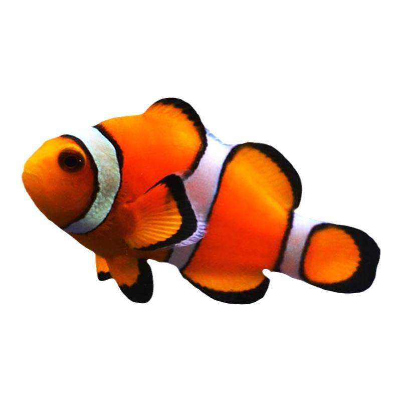 公子小丑鱼尼莫海水鱼黑背心双带毕加索金透红熊猫雪印观赏鱼活体